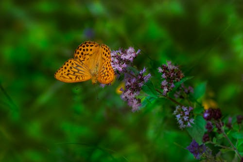 Silver-Washed Fritillary Butterfly Perching on Purple Flowers 