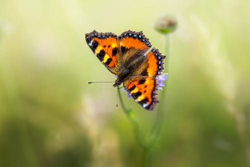 Macro Shot of a Small Tortoiseshell Butterfly