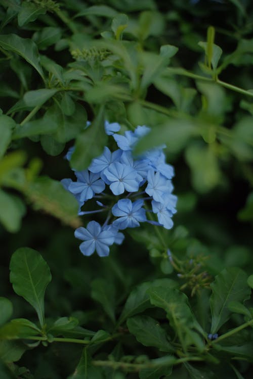 Δωρεάν στοκ φωτογραφιών με plumbago auriculata, ανθισμένος, γκρο πλαν