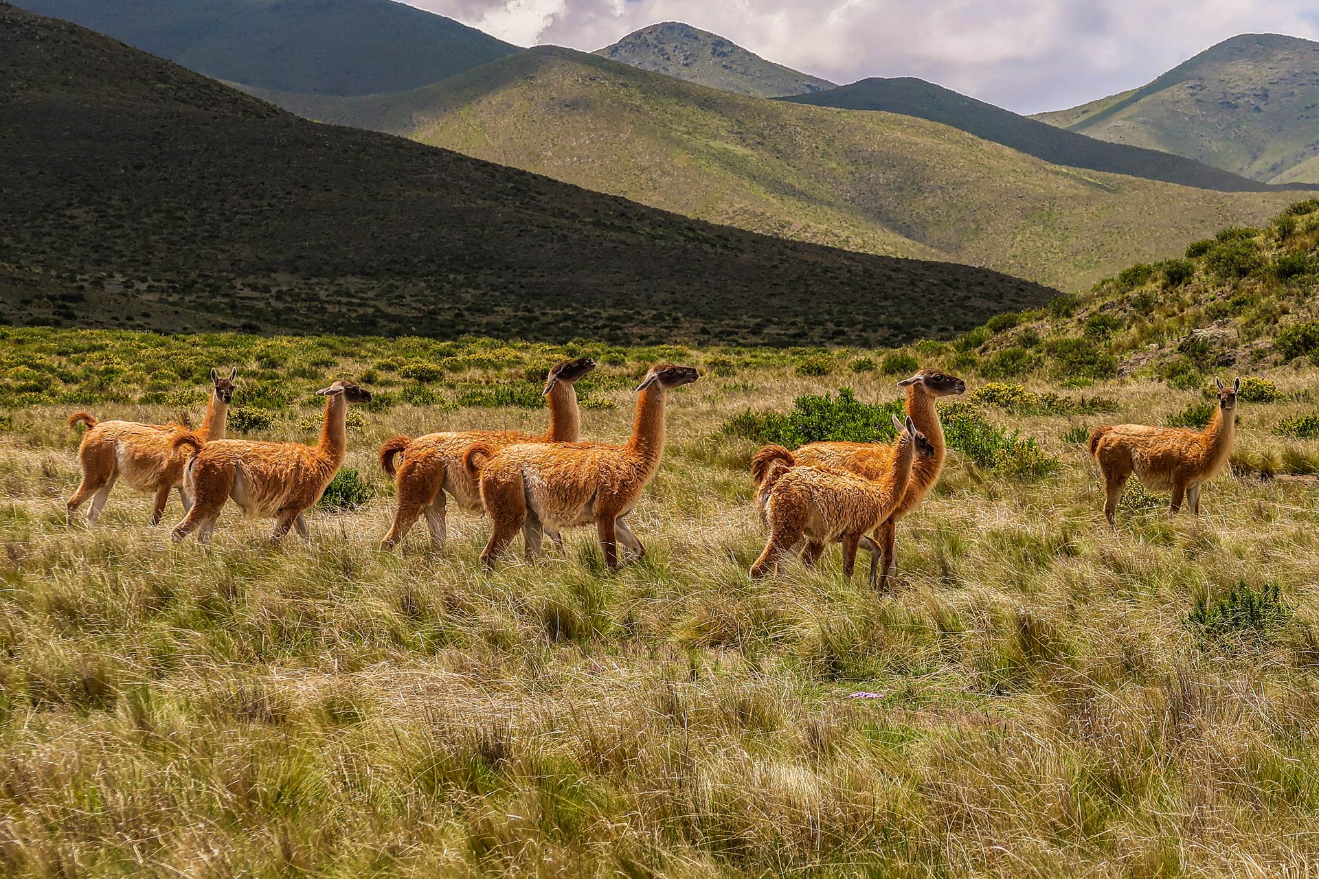 A group of guanacos grazing in the grasslands of Salta, Argentina, with mountains in the background.