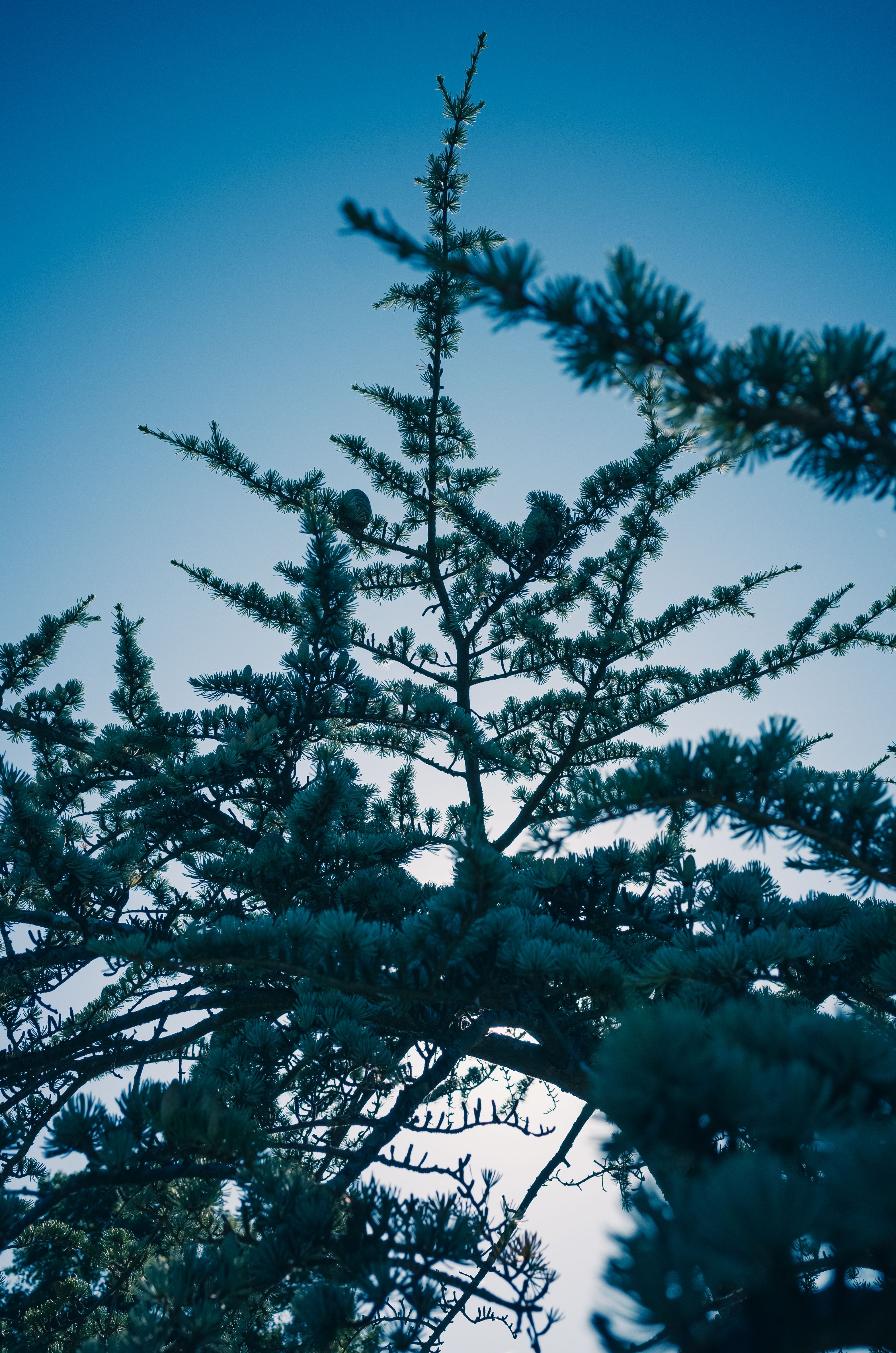 Green Tree Under the Blue Sky · Free Stock Photo