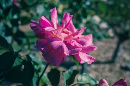 Free Pink Flower Blooming in the Garden Stock Photo