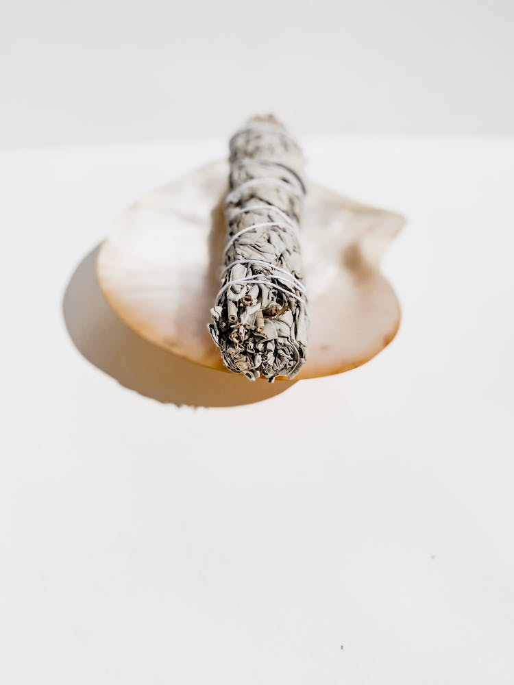 A Sage On A Clam Shell 