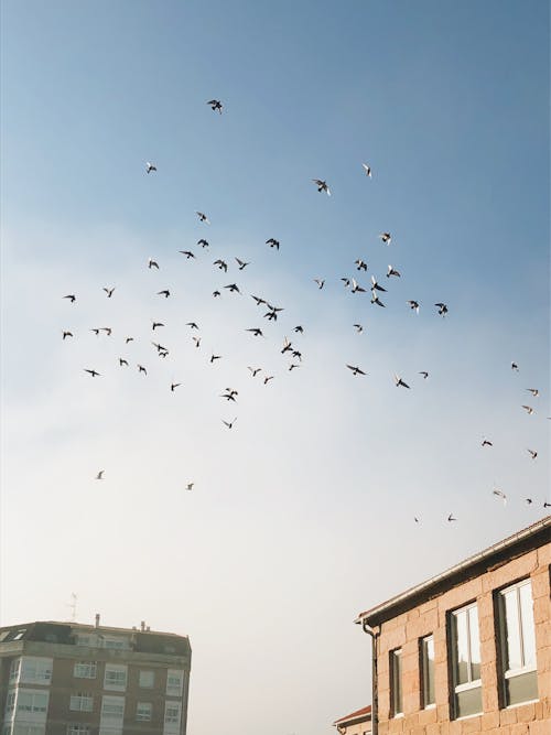 Free Flock of Birds Flying over the Buildings Stock Photo