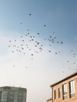 A flock of birds flying high in a blue sky above city buildings. Calm and serene view.