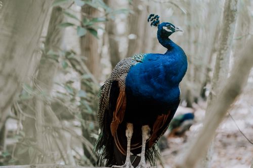 Free Close-up of a striking peacock in a forest setting in Bolívar, Colombia. Stock Photo