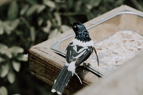 A Black and White Bird Feeding on Stainless Tray