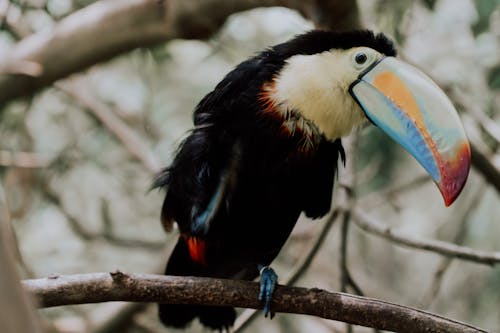 Close-up View of Bird on Branch