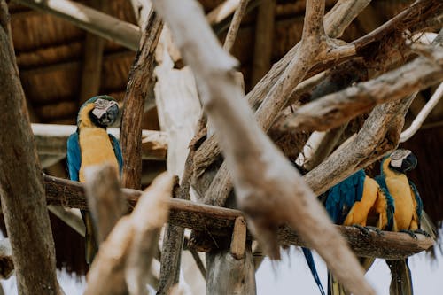 Blue and Yellow Birds on Brown Tree Branch