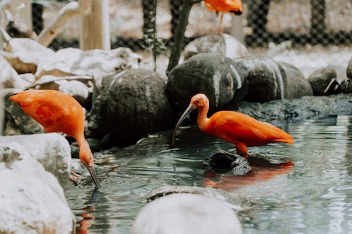 Orange Bird on Water
