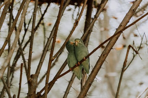Green Birds on Brown Tree Branch