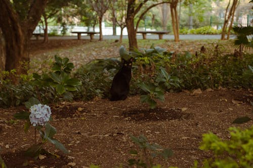 A Black Cat in the Garden Park