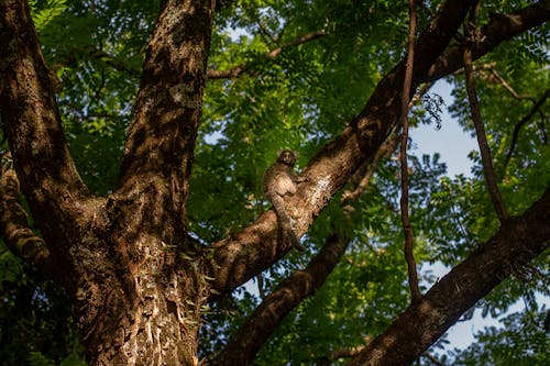 Animal on Branch of Tree