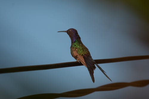 Green and Purple Humming Bird in Close Up Shot