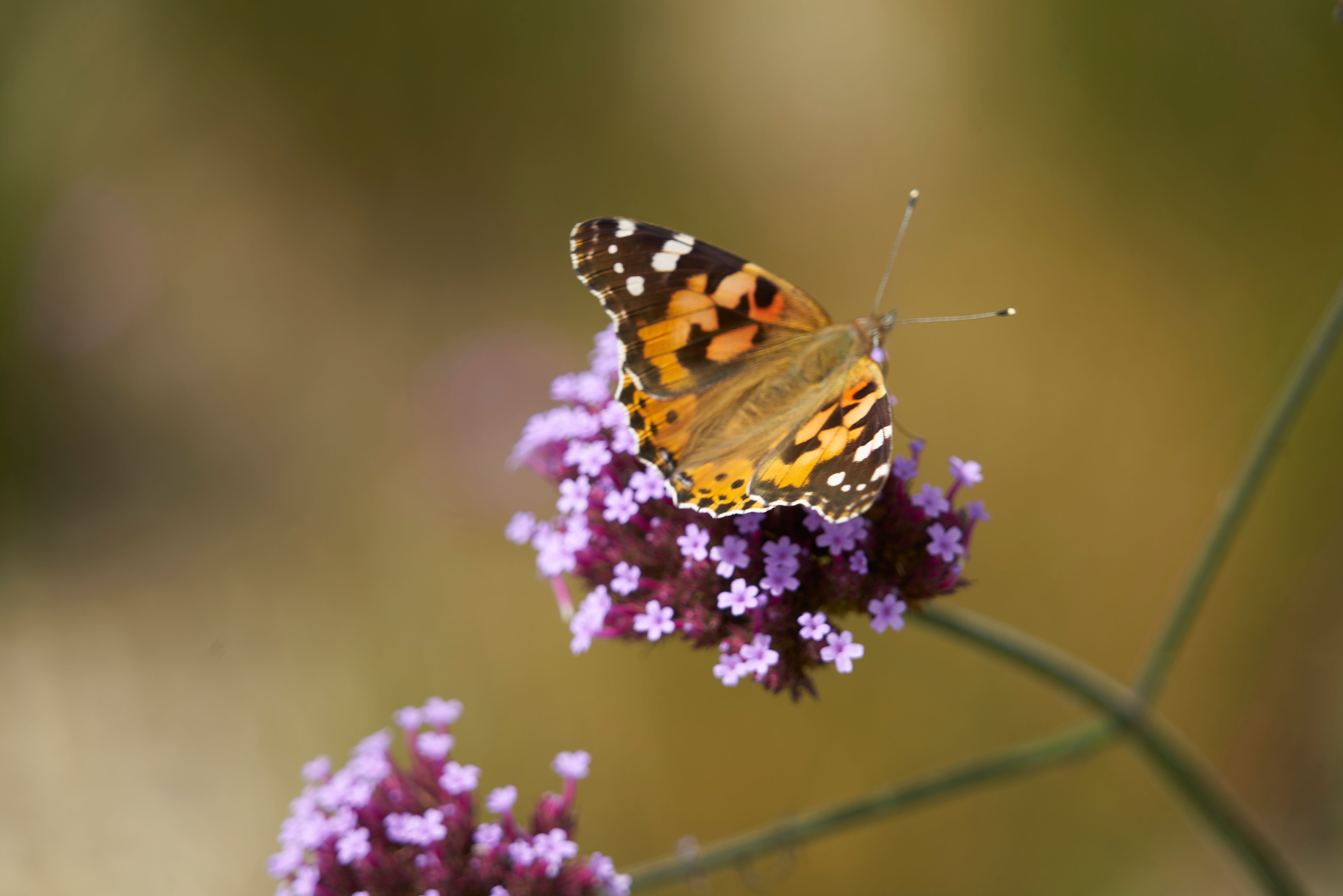 Close-up of a painted lady butterfly on vibrant purple flowers, showcasing nature's beauty.