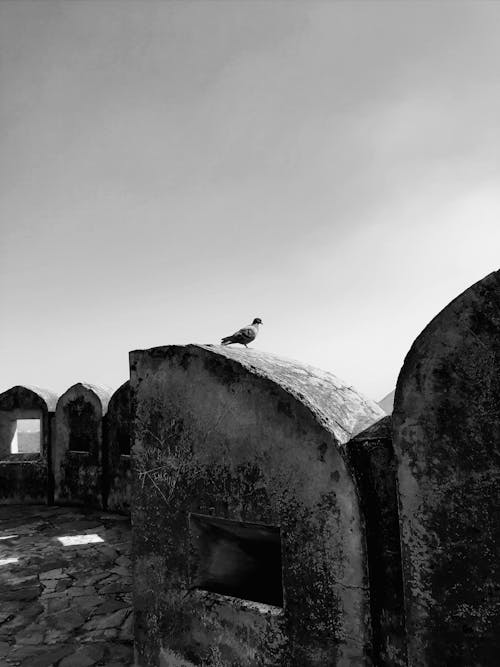 Free Grayscale Photo of Bird on Top of the Building Stock Photo