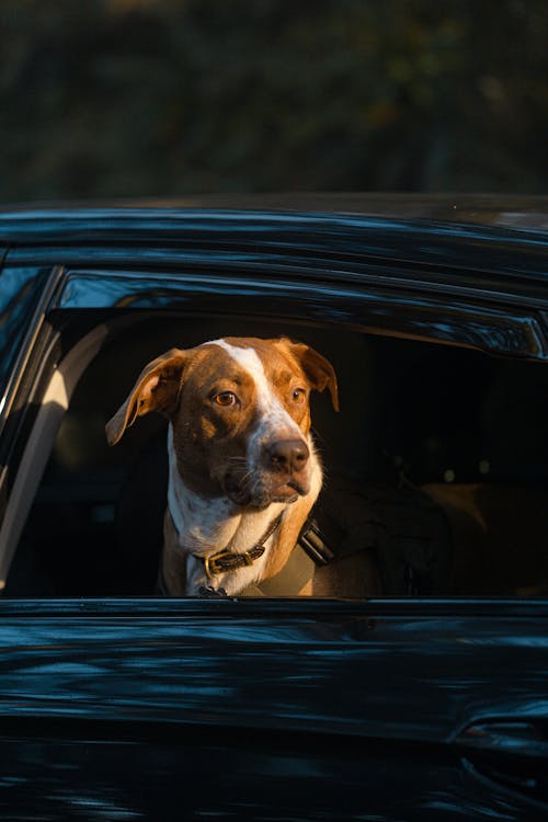 Free Brown and White Dog Looking Out the Window Stock Photo
