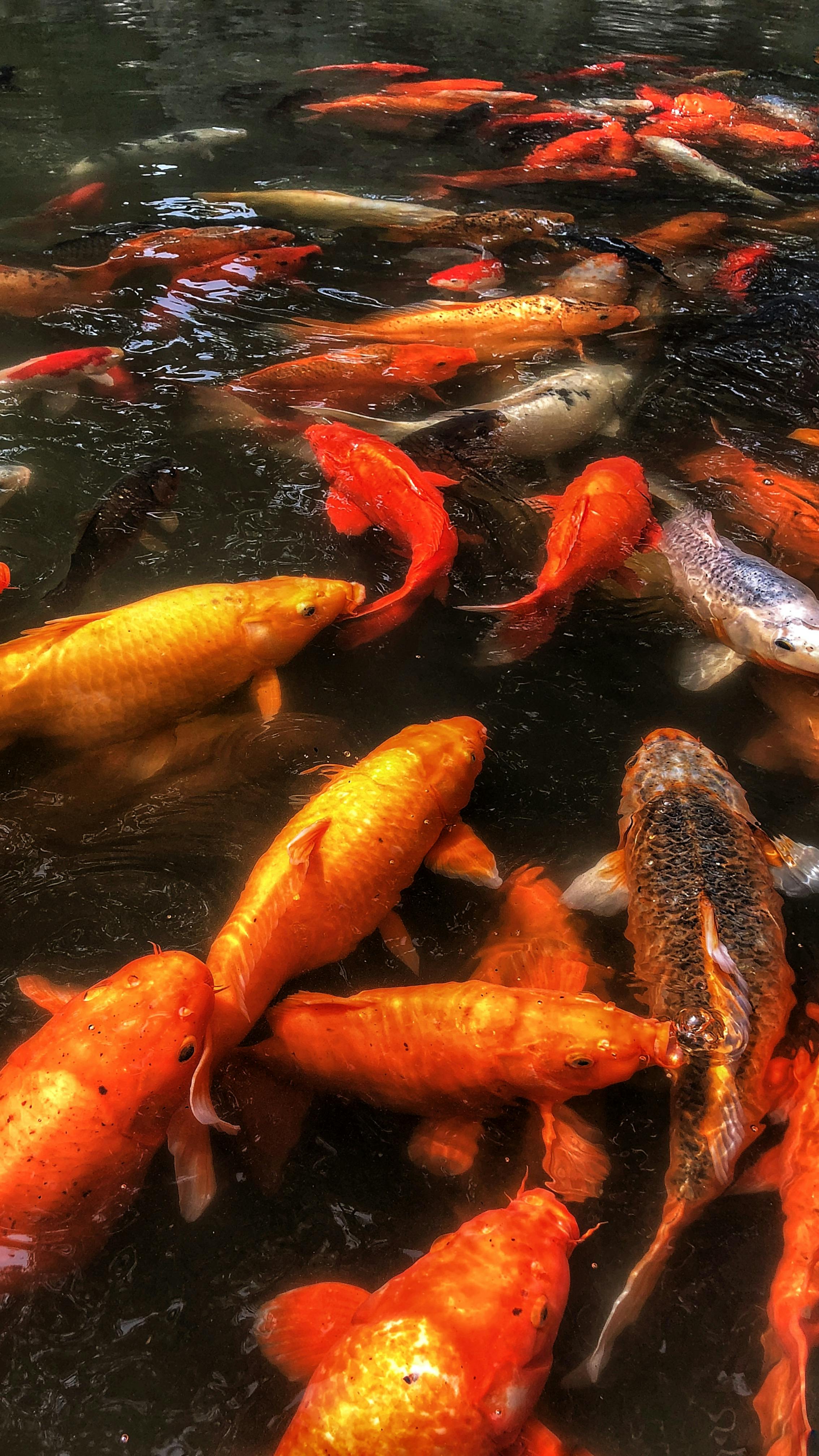 Free stock photo of #fish #carp #china #water #lake #16:9