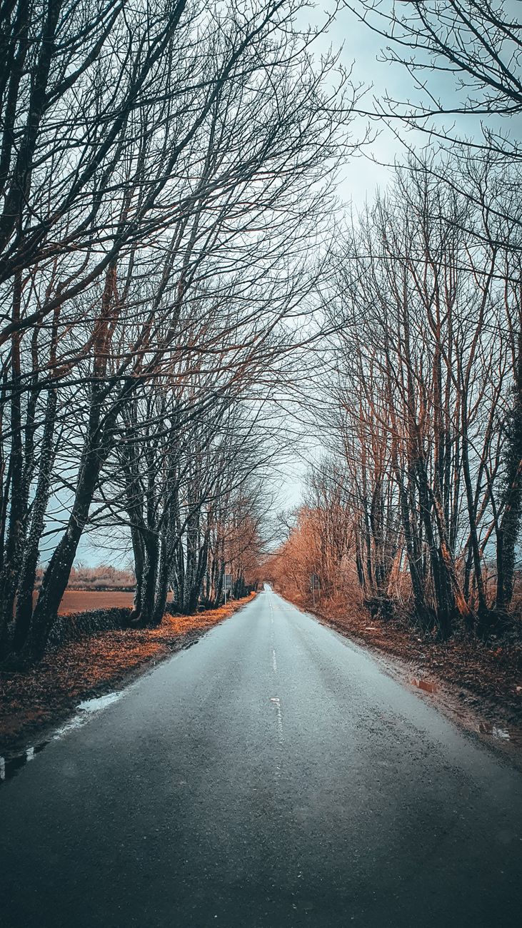 A tranquil road framed by leafless trees in winter, perfect for serene travel themes.