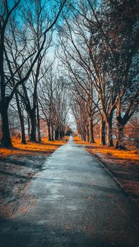 Tranquil path lined by leafless trees with warm autumn hues and blue skies. 10972751