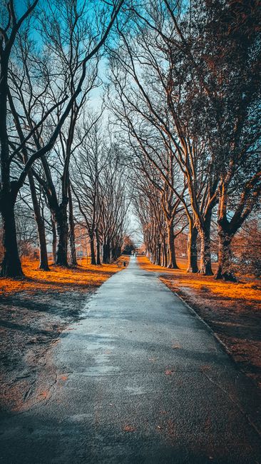 Tranquil path lined by leafless trees with warm autumn hues and blue skies.
