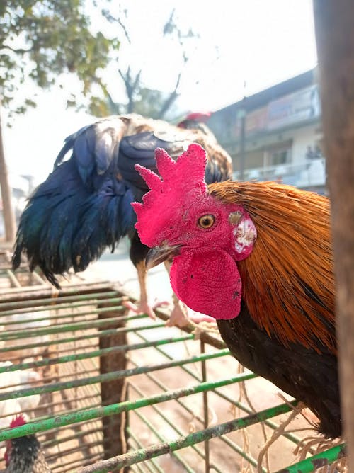 Free stock photo of cock, poultry farm, rooster Stock Photo