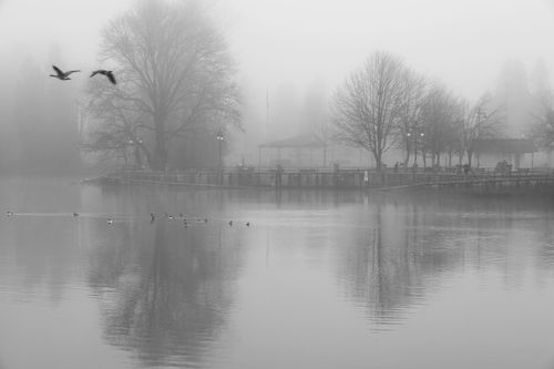 Free A serene black and white image featuring a foggy lake with birds flying and bare trees. Stock Photo