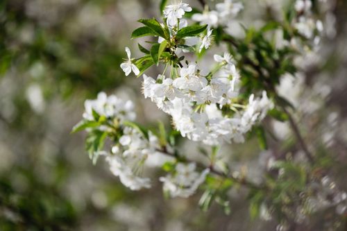 Free Beautiful close-up of white cherry blossoms in full bloom, capturing the essence of spring. Stock Photo