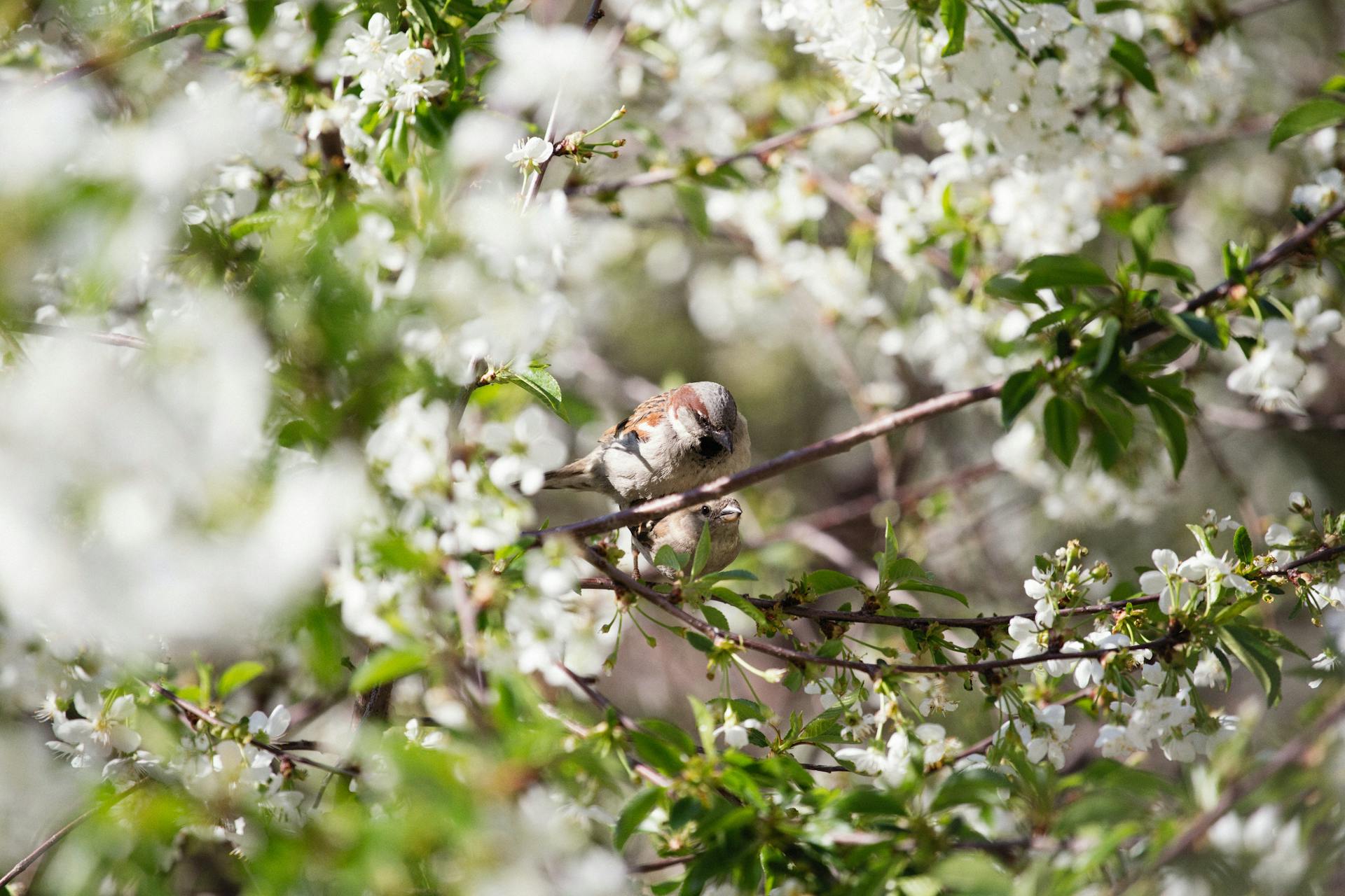 A Bird Perched on Cherry Blossom Shrub
