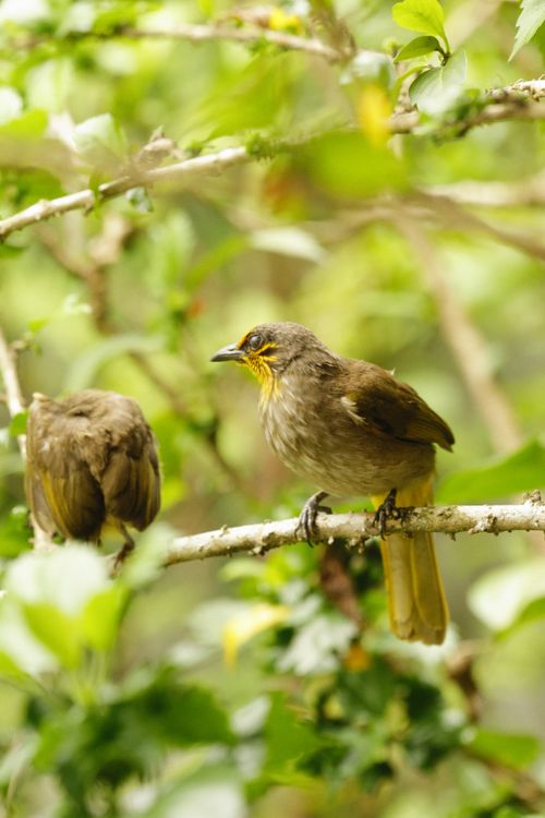 Free Two stripe-throated bulbuls perched on a tree branch in a lush environment. Stock Photo