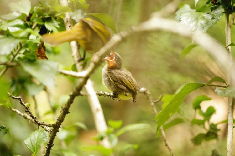 Bird Chick Perching On Branches