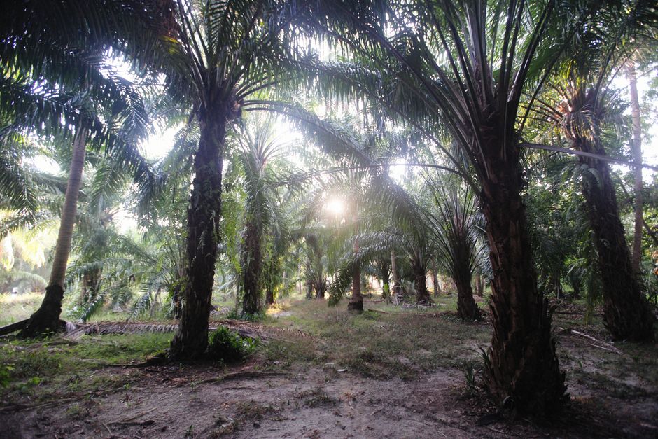 Perkembangan Industri Kelapa Sawit: Pilar Ekonomi Warga Lubukpakam