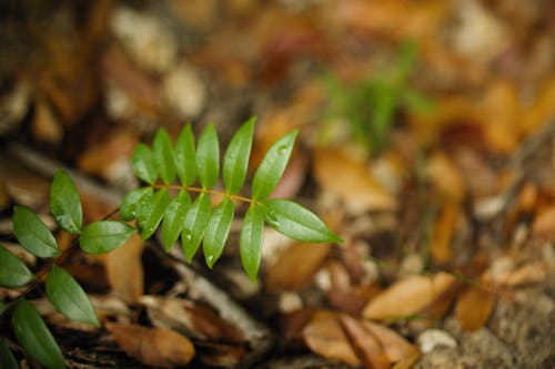 Foto d'estoc gratuïta de fotografia de planta, fulles verdes, moll