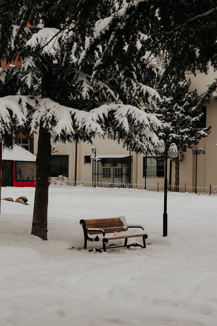 Bench Under Trees Covered In Snow