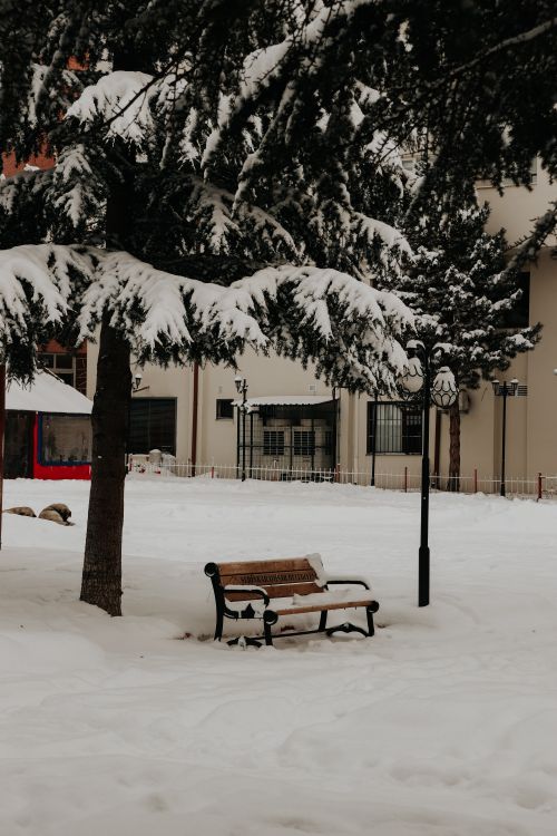 Free A tranquil scene of a snow-covered bench under evergreens in a winter park. Stock Photo