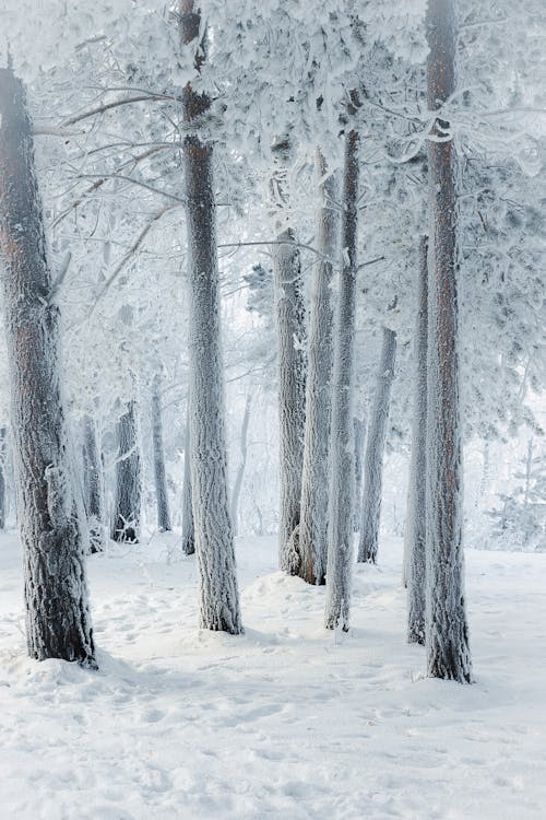 Gratis stockfoto met bevroren, bomen, bossen
