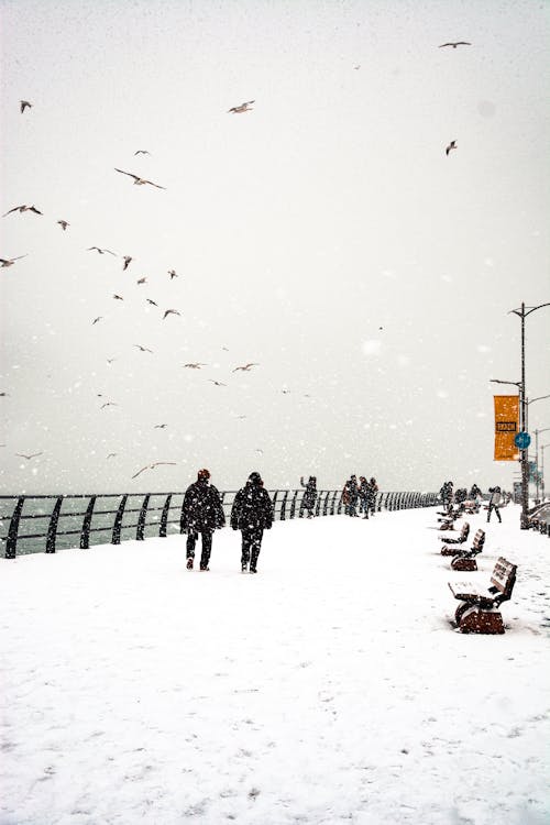 Photos gratuites de gens, hiver, marcher