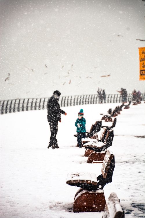 Free Father and son walking among snowy benches in a winter wonderland. Snow gently falling creating a serene atmosphere. Stock Photo