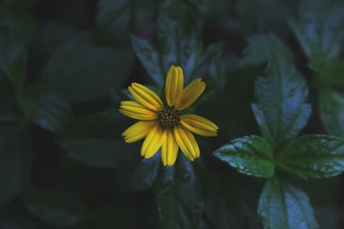 Yellow Daisy Flower