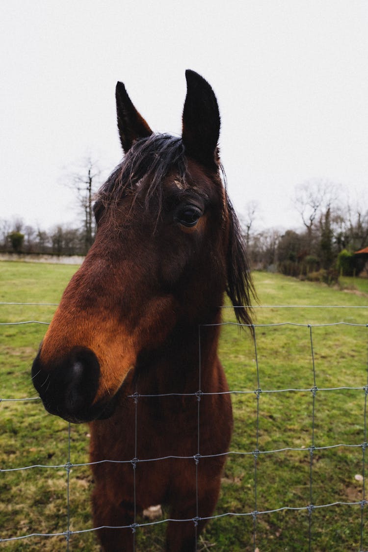 Brown Horse Behind A Fence 