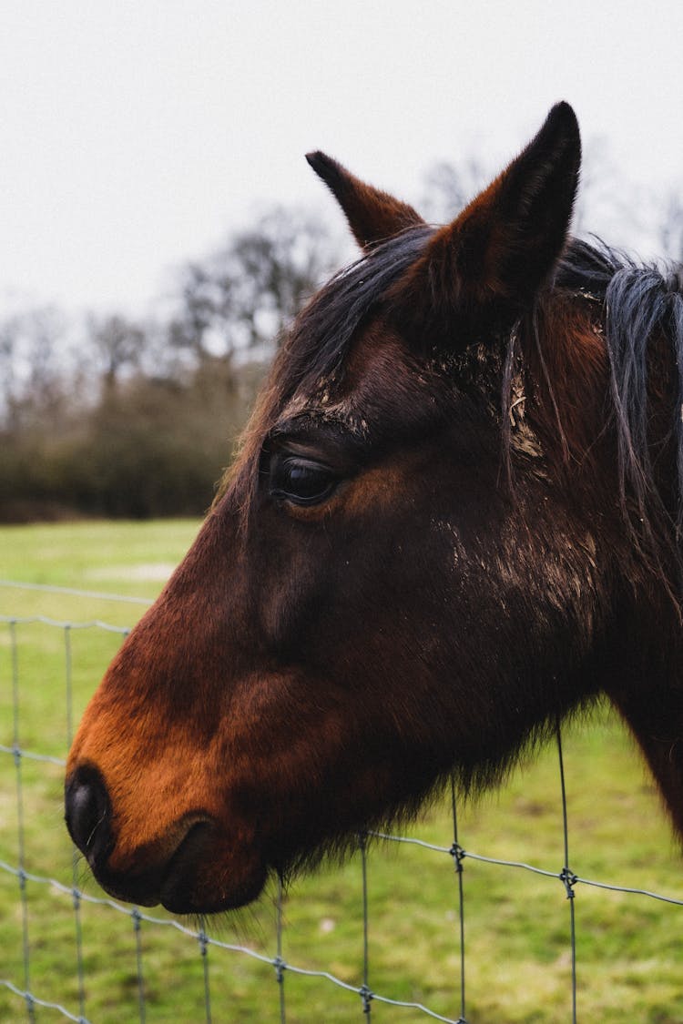 Portrait Of Horse On Farm