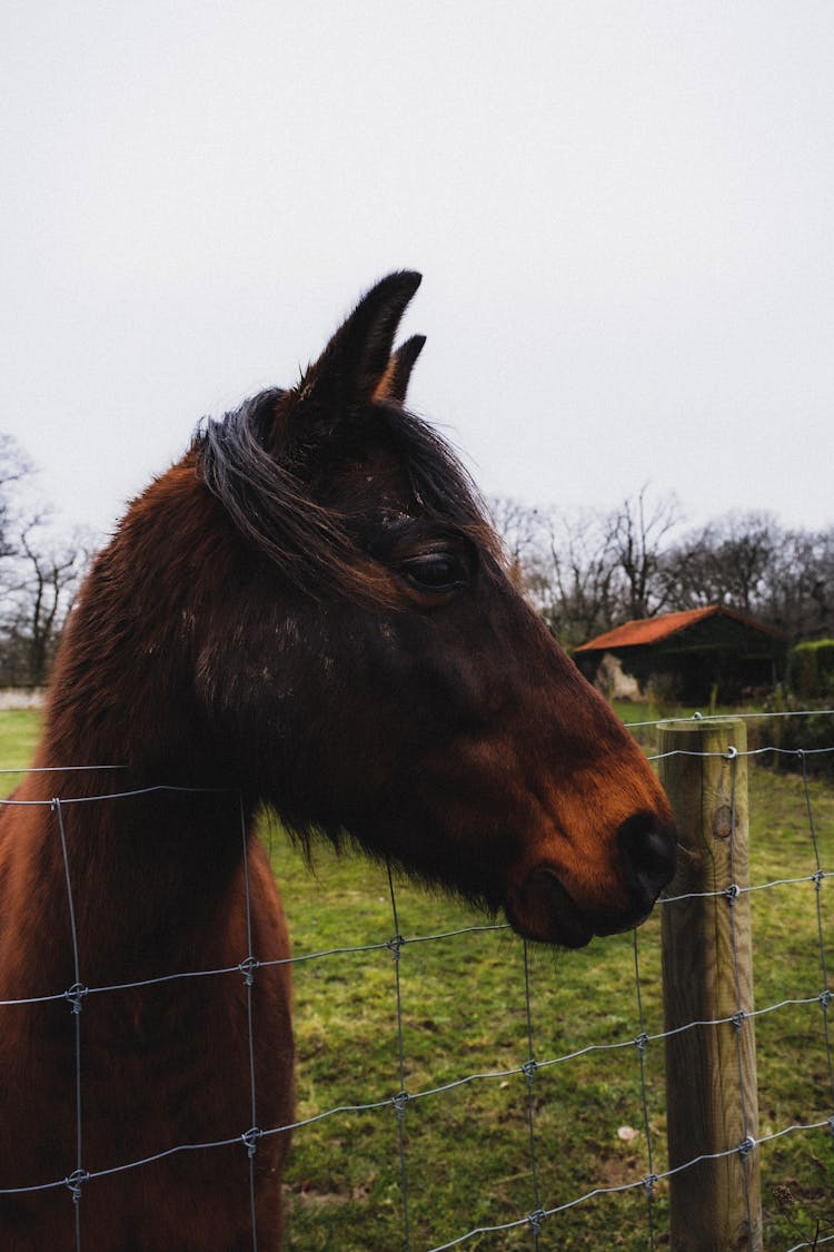 Horse On A Pasture Behind A Fence 