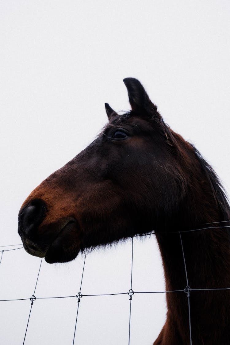 Horse Head Over Fence