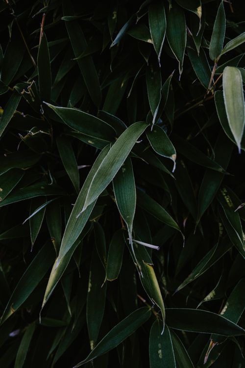 Free Vibrant green leaves captured in a close-up view showcasing natural beauty. Stock Photo