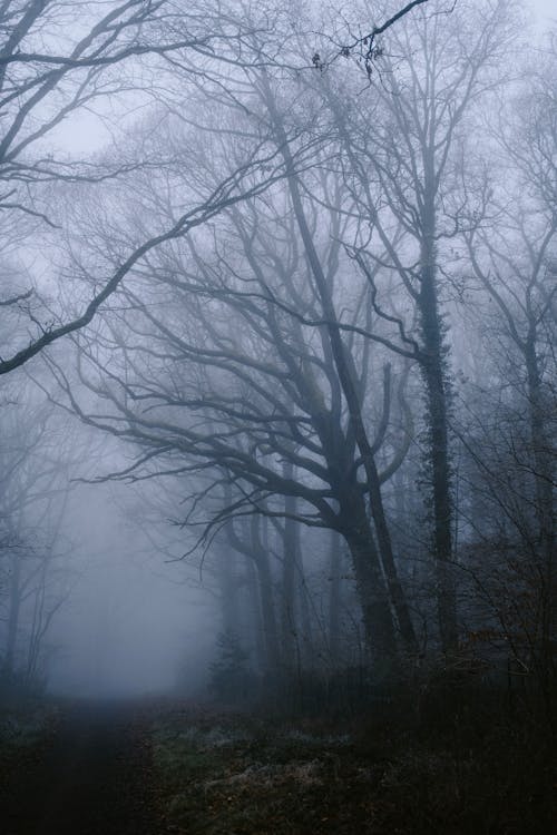 Foggy Forest with Leafless Trees