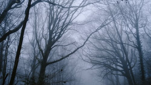 Barren Trees in Fog