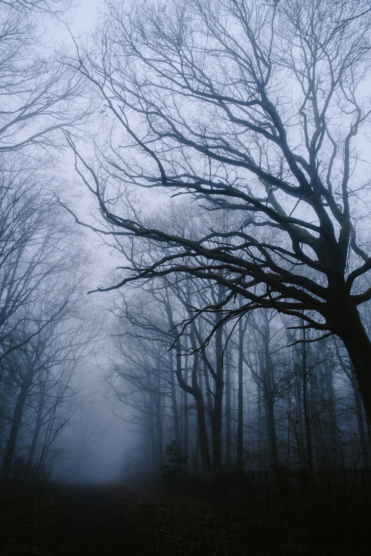 Naked Trees In Night Forest