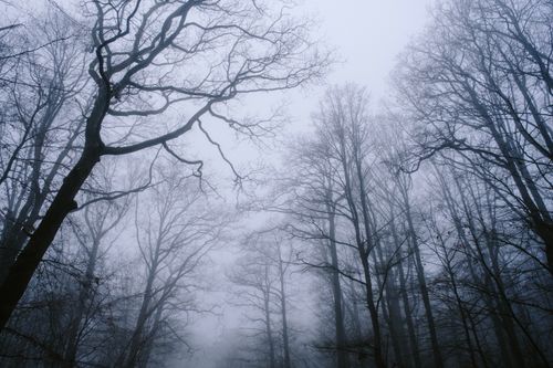 Free Capture the tranquil beauty of a misty forest with leafless trees and a fog-filled atmosphere. Stock Photo