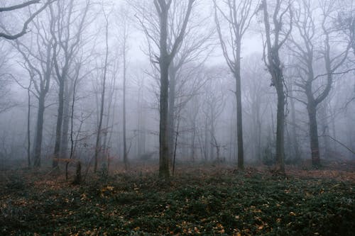 Kostenloses Stock Foto zu äste, aufnahme von unten, baumstämme