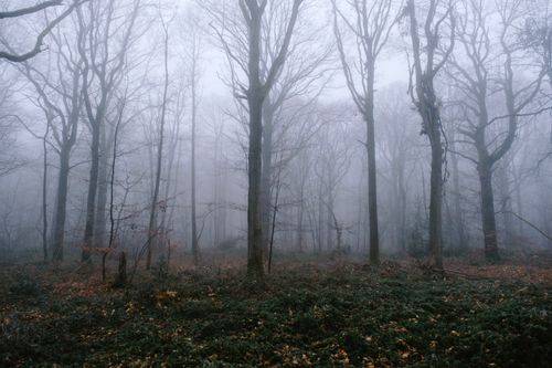 Free A hauntingly beautiful misty forest with leafless trees and a serene atmosphere. Stock Photo